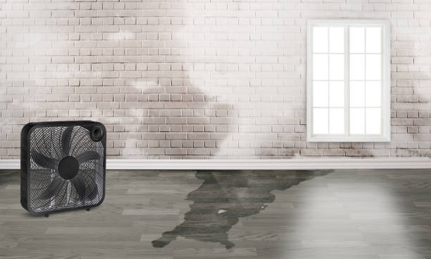 Best Mold removal after water damage  in Cumberland Center, ME